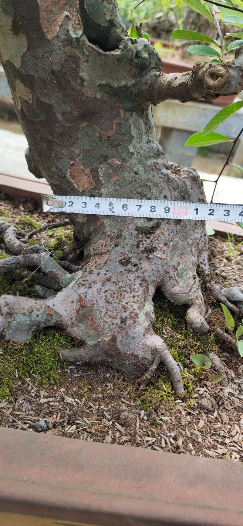 造型榆树 花皮怪桩榆树造型