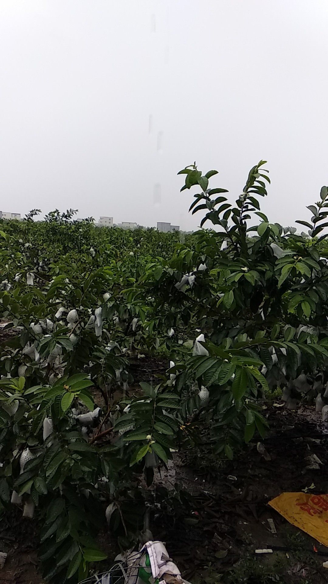 珍珠番石榴 150-200克