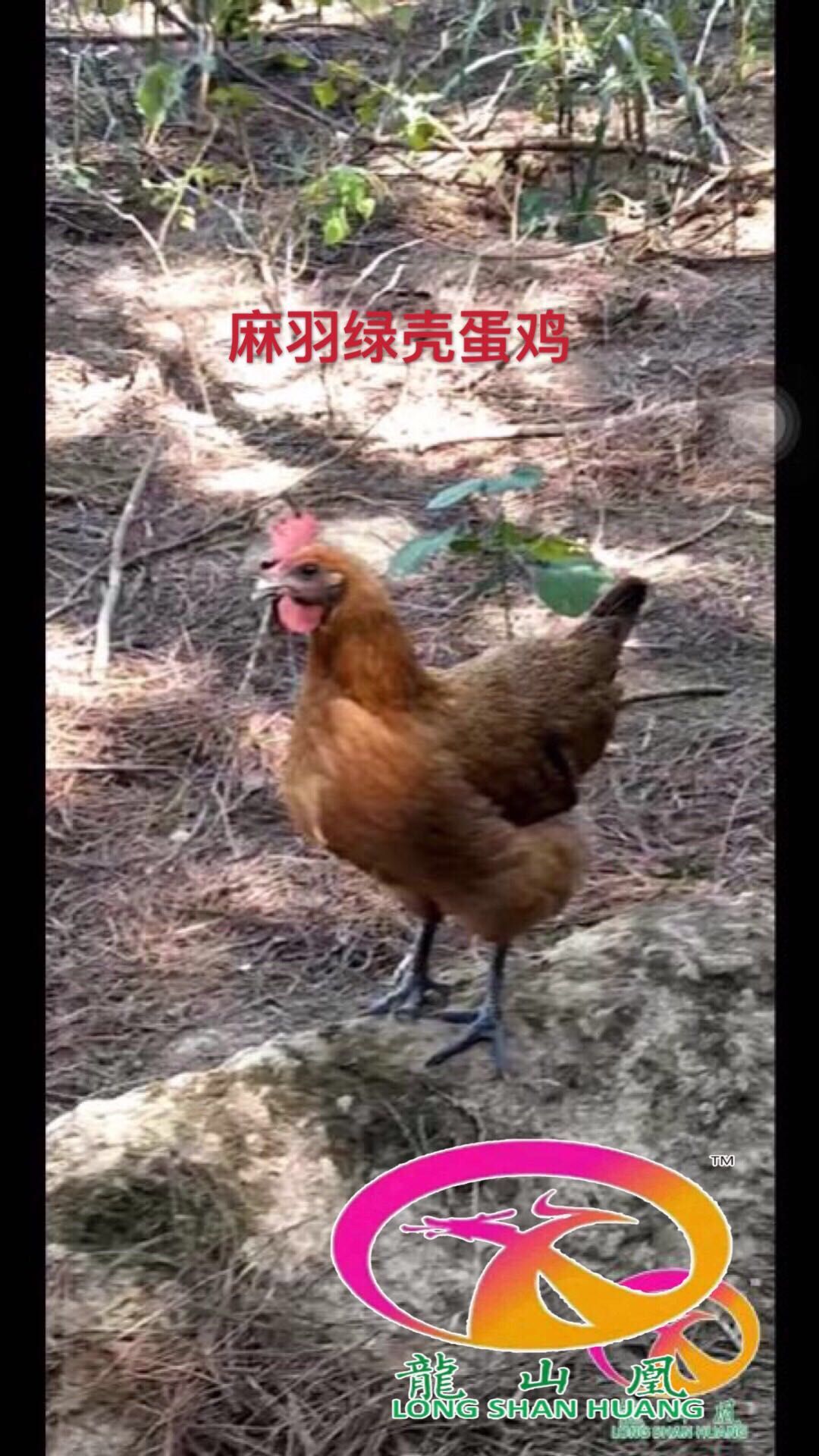 麻羽高产绿壳蛋鸡苗 脱温35天高产麻羽