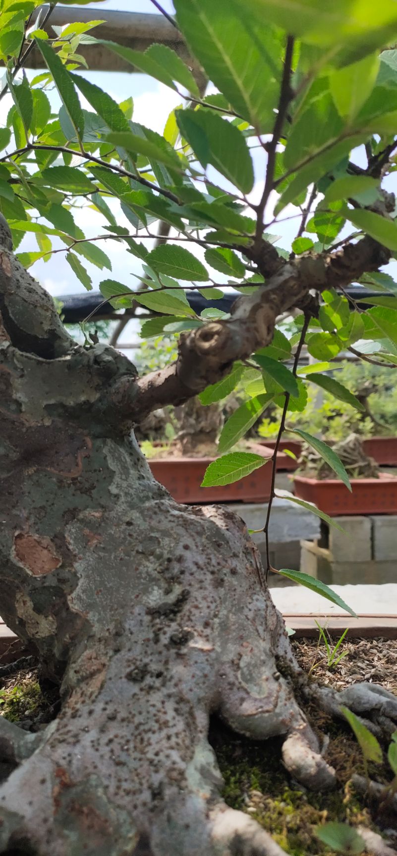 造型榆树 花皮怪桩榆树造型