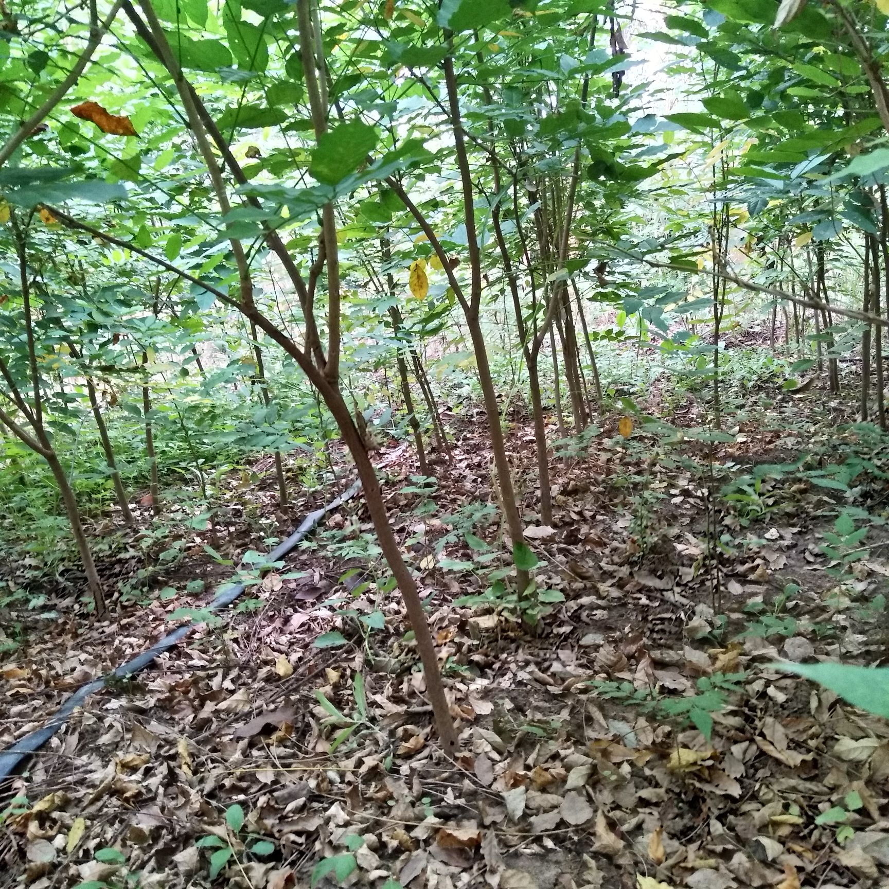 紫藤花树苗 紫藤萝盆栽紫藤花苗紫藤苗 庭院围墙四季种植紫藤树