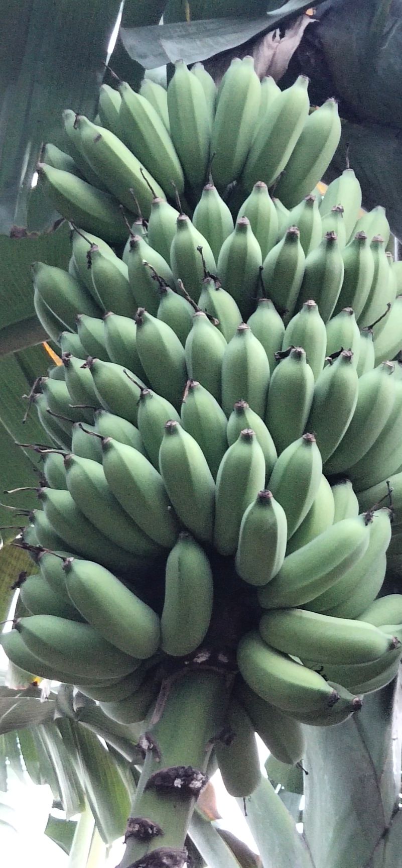 西贡蕉哪里有卖 - 西贡蕉货源 -西贡蕉图片\/价格