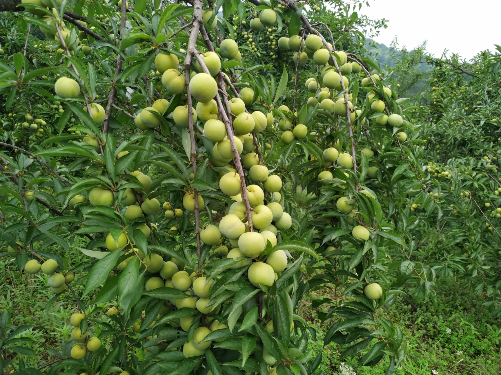 原生态自然生长,口味纯正清香当季脱骨李基地发货保证新鲜