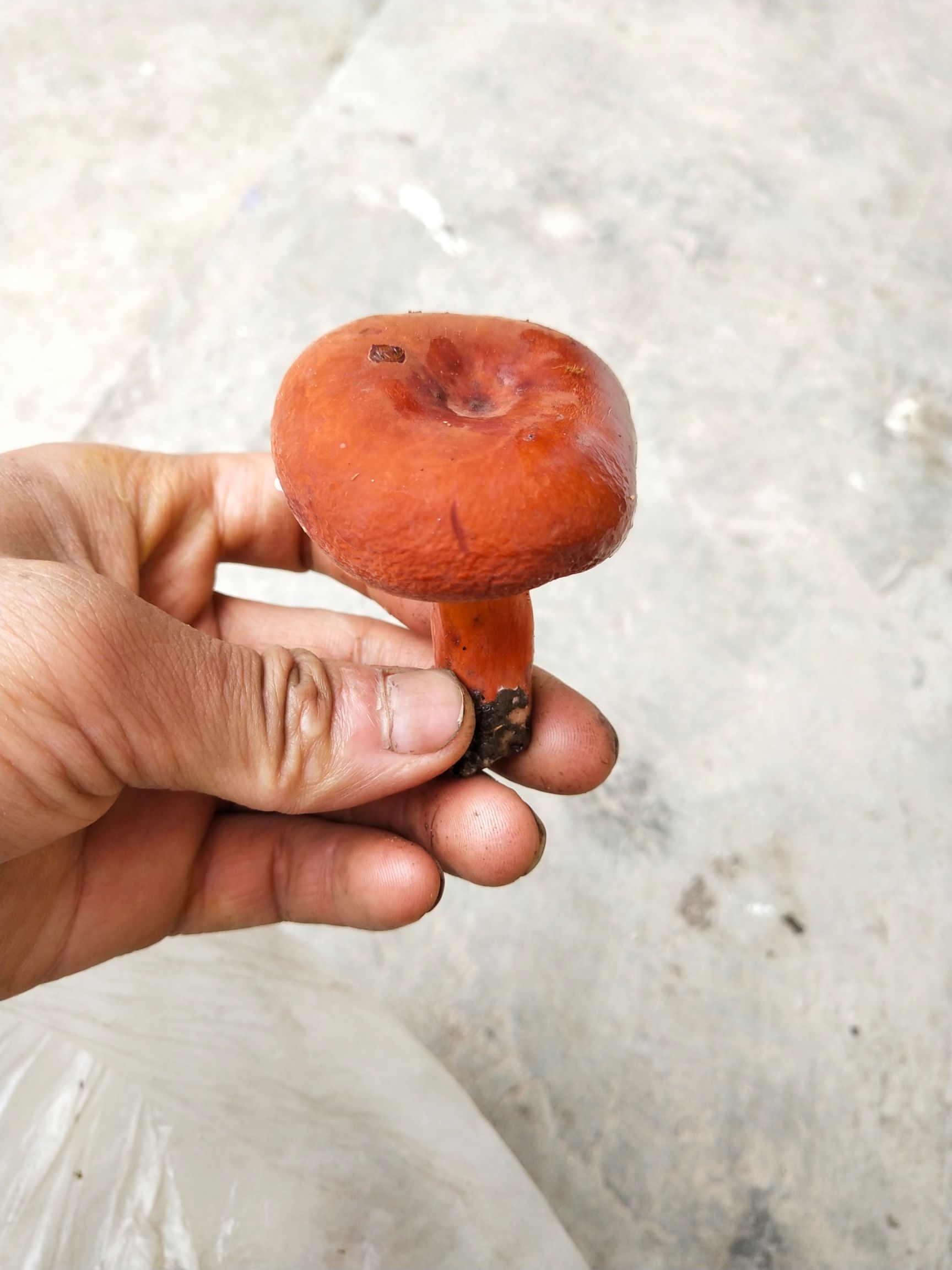 奶浆菌 野生奶浆菇黄丝菇大量有货 质量保证