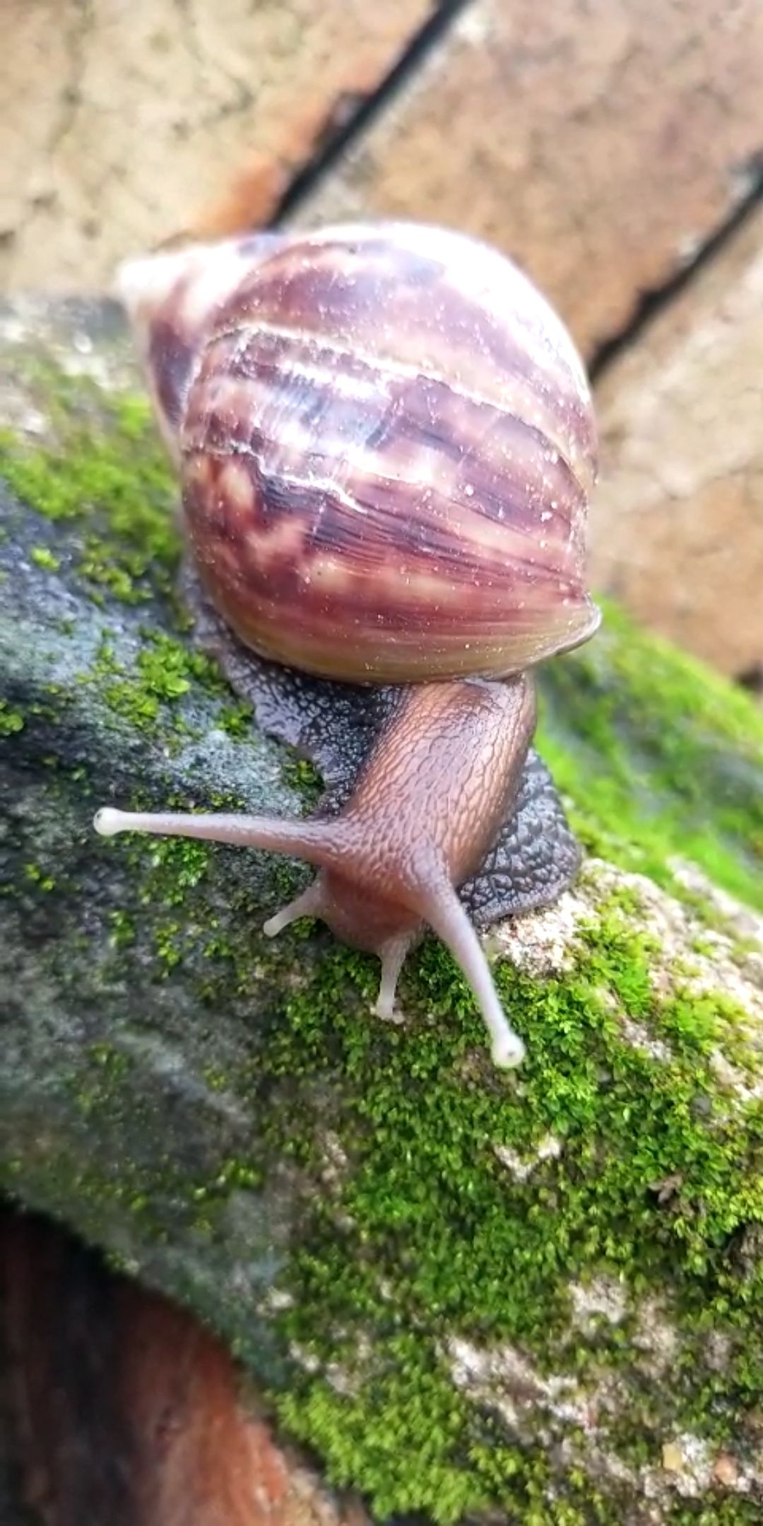 玛瑙蜗牛 欢迎采购野生