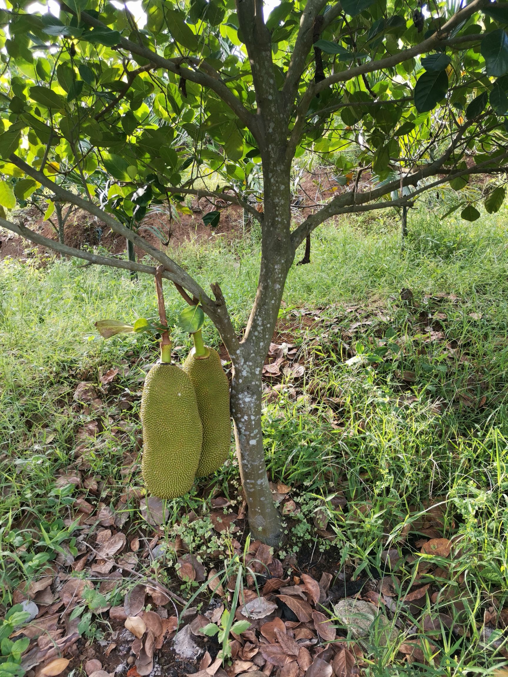 海南澄迈县福山镇自然生长菠萝蜜,无农药,无化肥