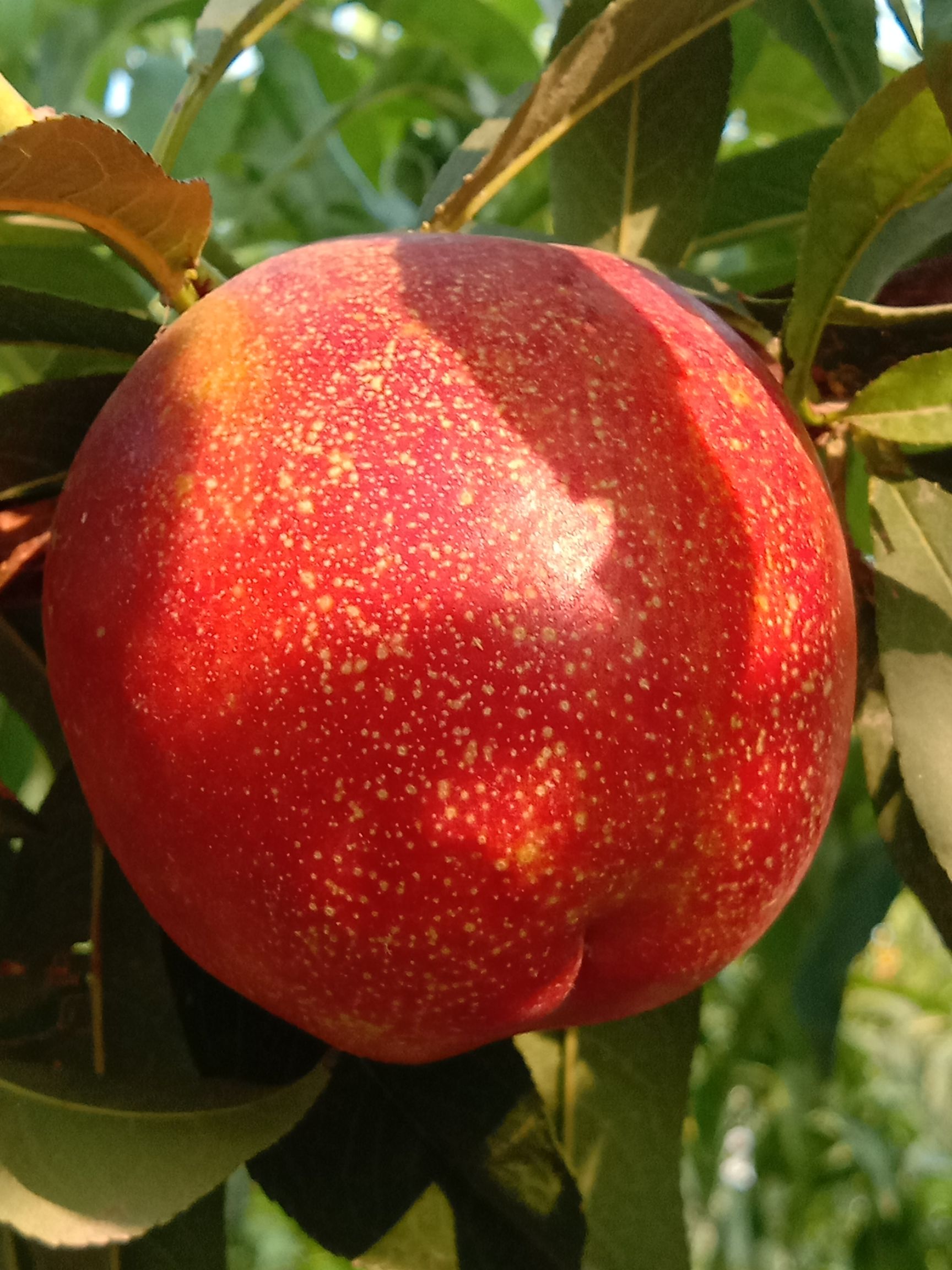 红油桃 自家的果园,无公害果子,第一年的果子,又甜有好吃!