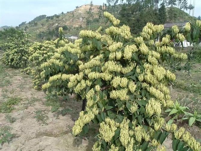 湘蕾一号金银花苗 湖南湘蕾金银花种苗,品种纯产量高抗病害,一次投入