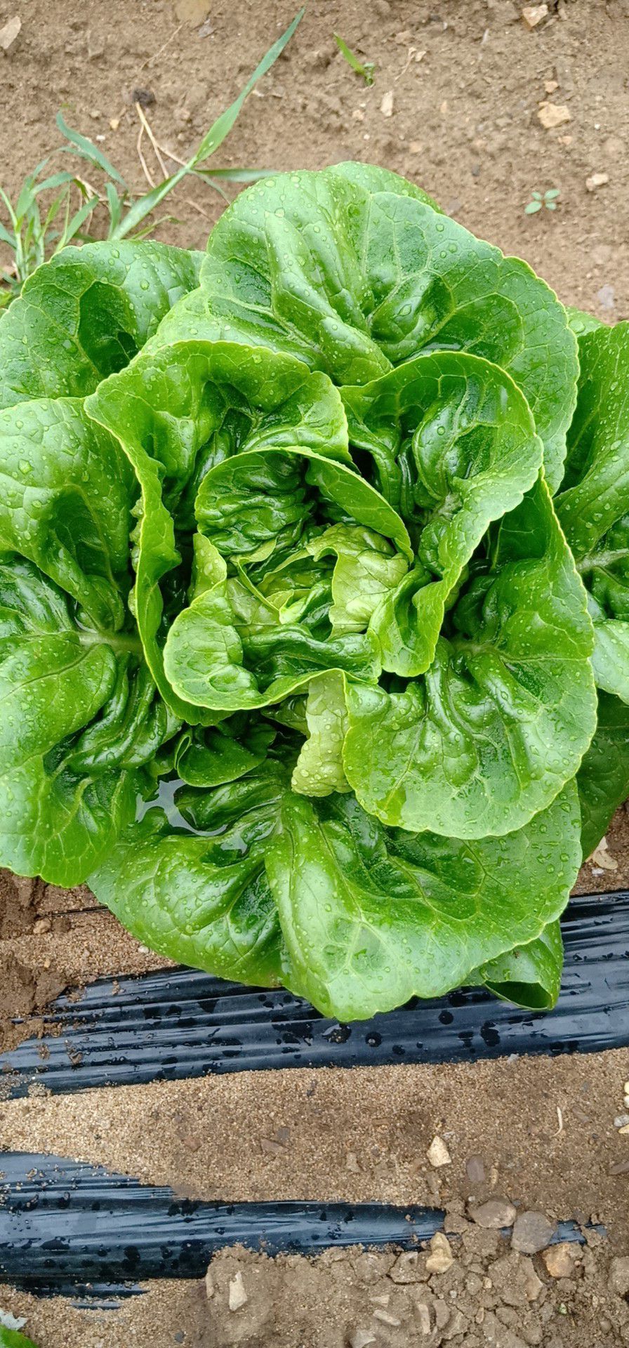 供应大厅  蔬菜 生菜  商品属性 品种名:奶油生菜 单株重:5~6两 种植