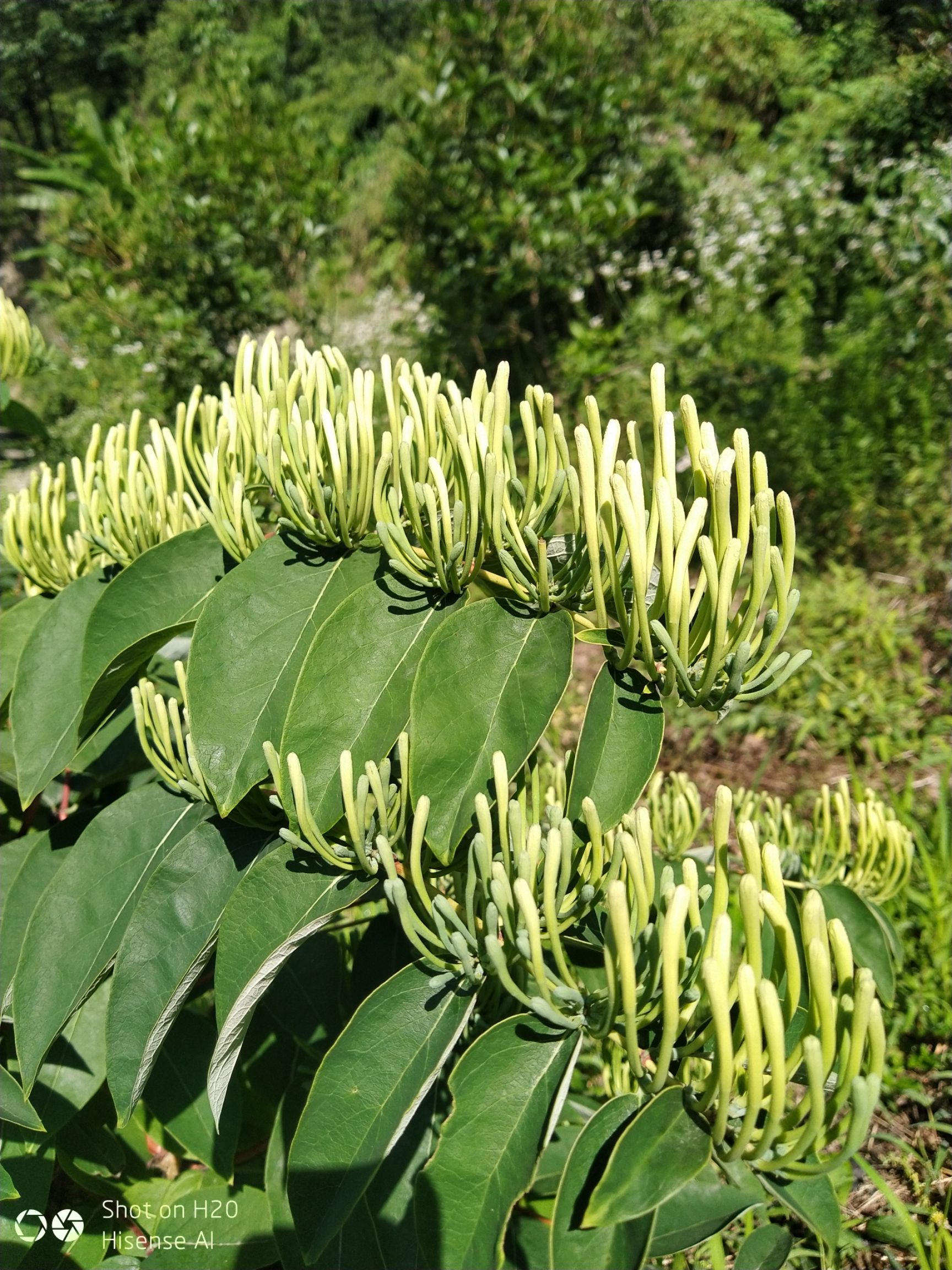 山银花 正宗的,新鲜干货,自己种植,目前有干花2500公斤