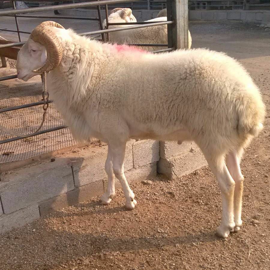 纯种小尾寒羊,产羔率高,国内优秀品种