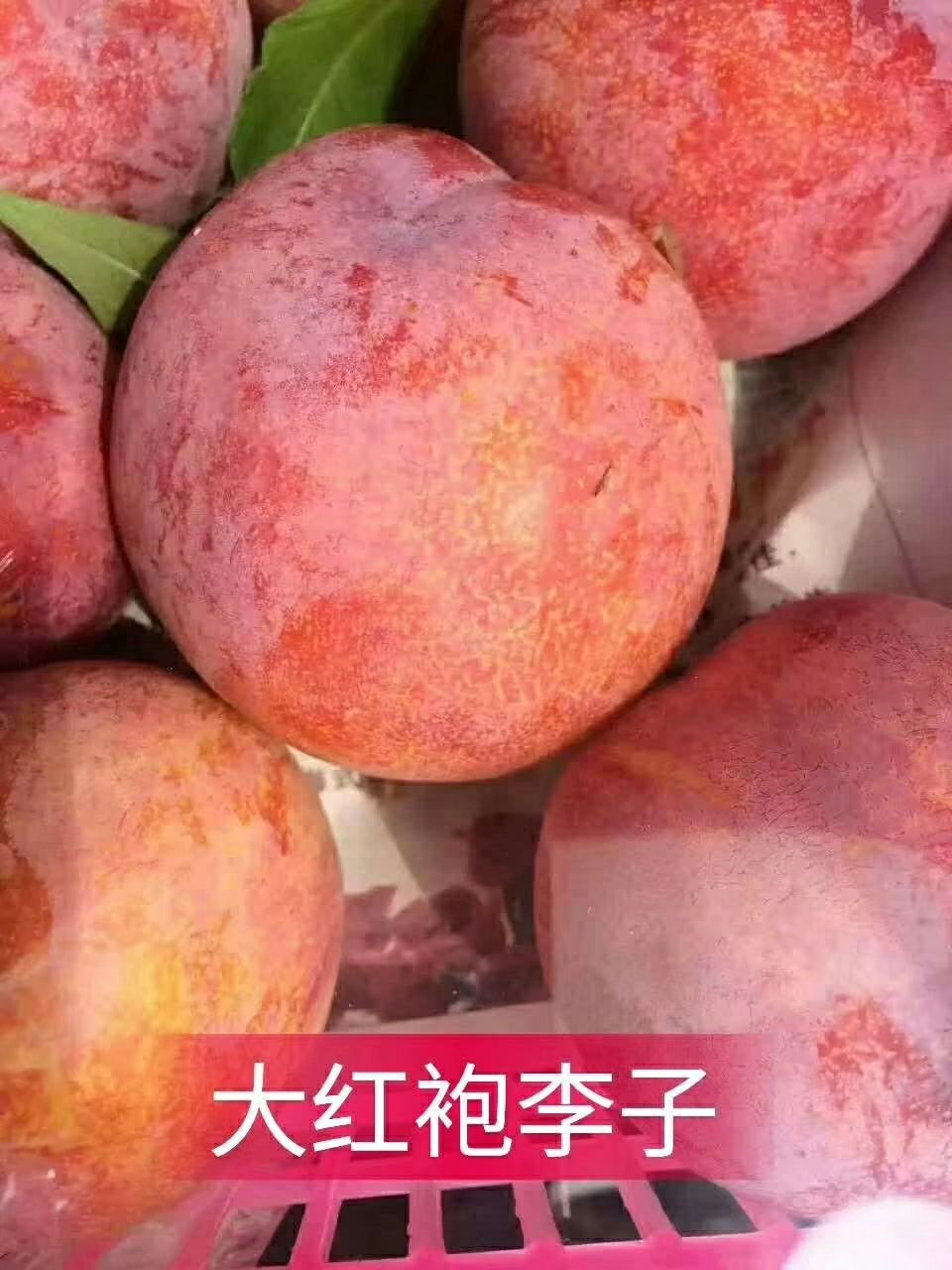 大红袍李子苗 品种保纯