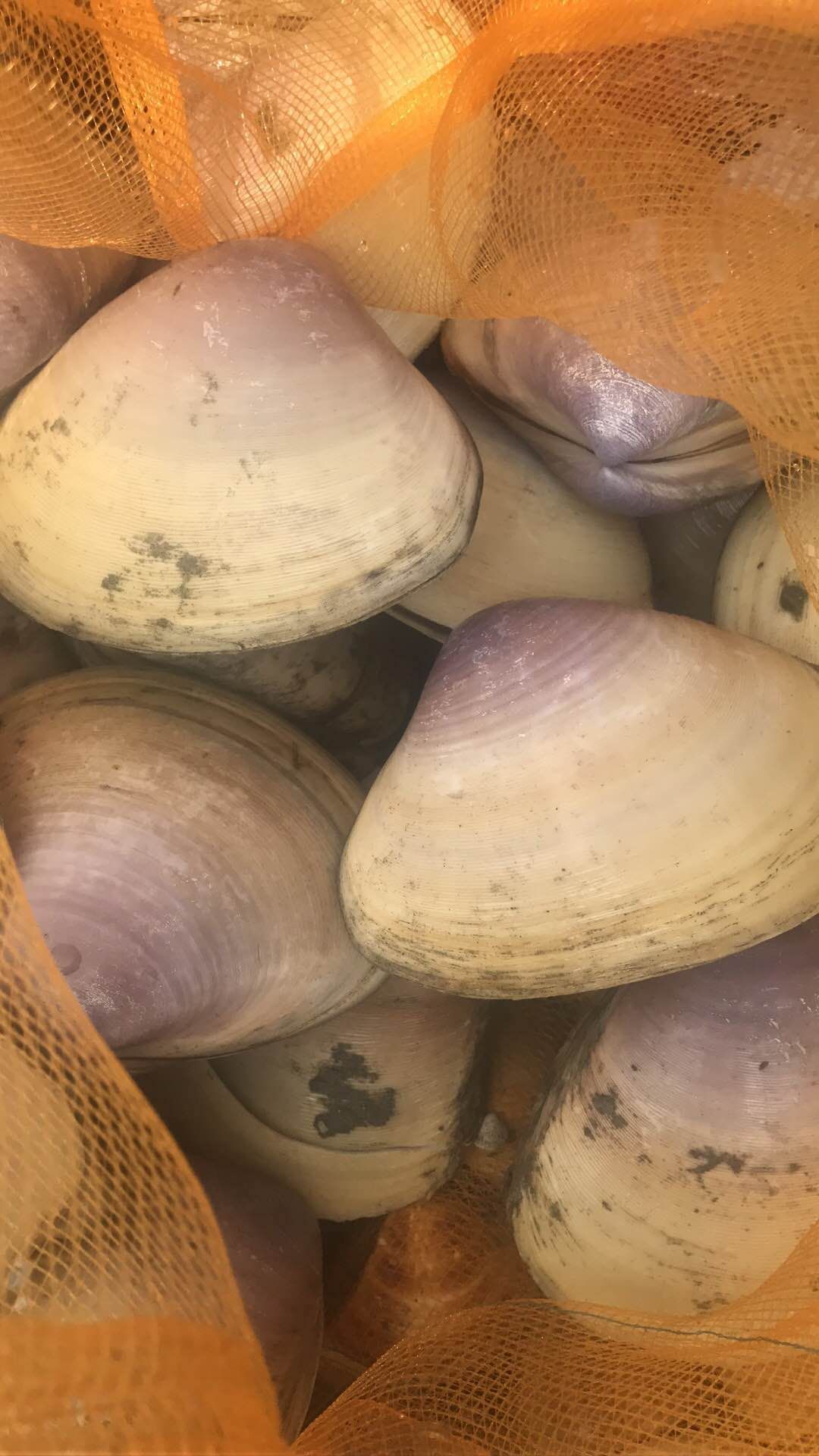 贵妃贝天然海贵妃蚌煲汤清甜美味
