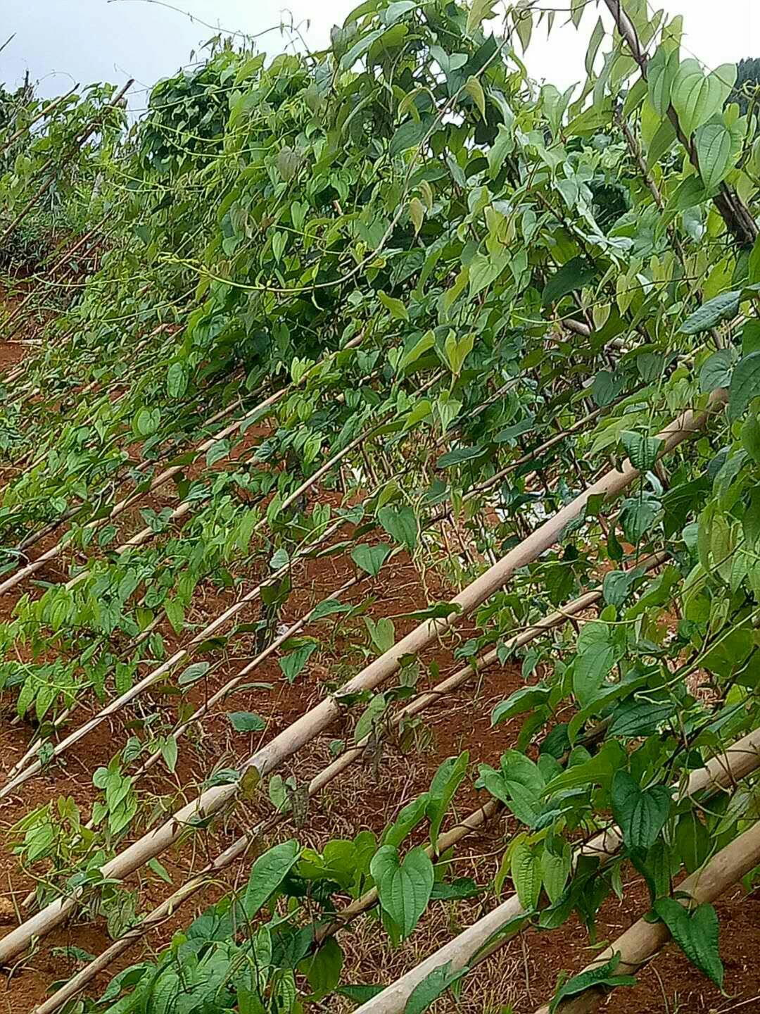 云南文山富宁县 野生山药人工移植,长得多好呀,小时候经常上大山里挖.