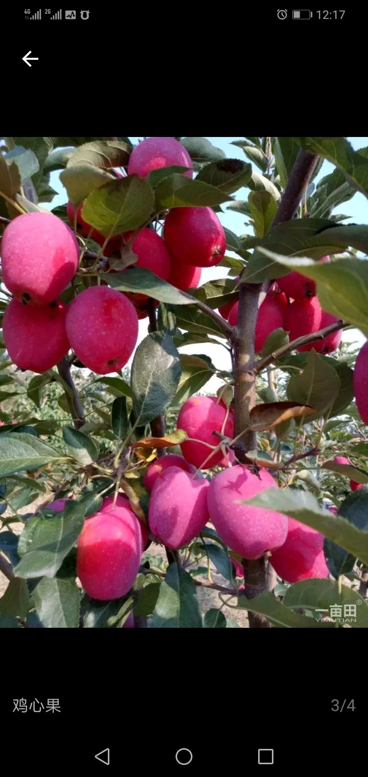 鸡心果苹果 鸡心果嘎嘎好吃