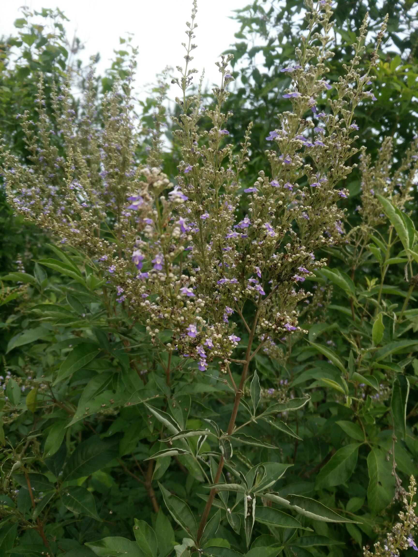 黄荆种子 黄荆子,马上上市,量大质优