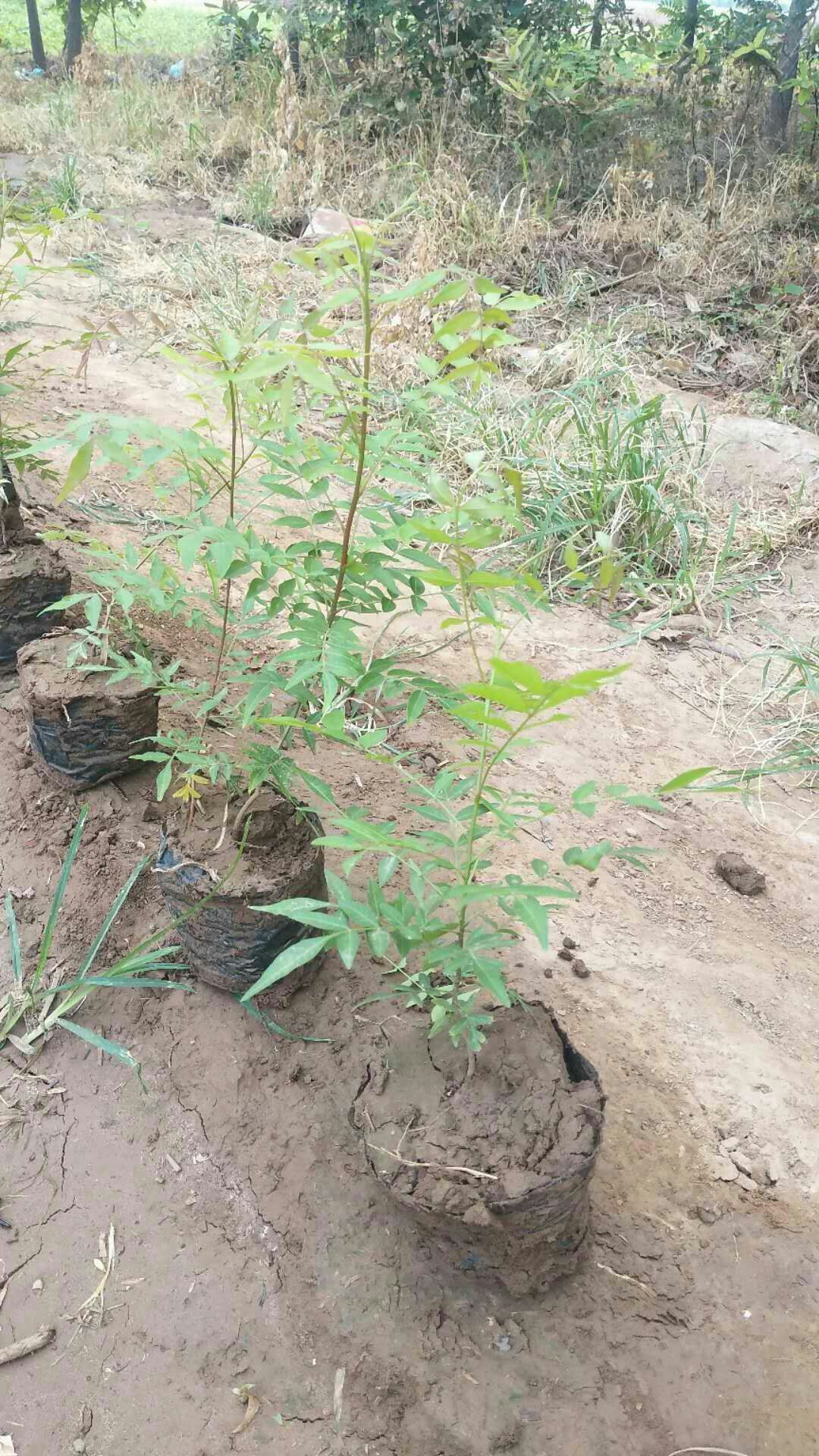 云南文山文山市黄连木