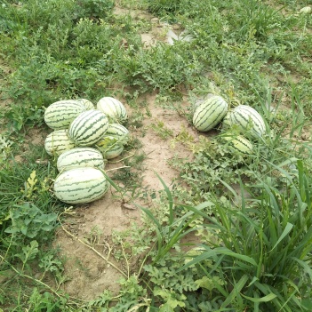 农产品批发供应商马超超 - 惠农网电脑版