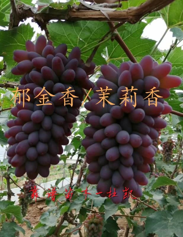 茉莉香郁金香着色香葡萄苗嫁接苗品种纯度保证今年新品火爆品种