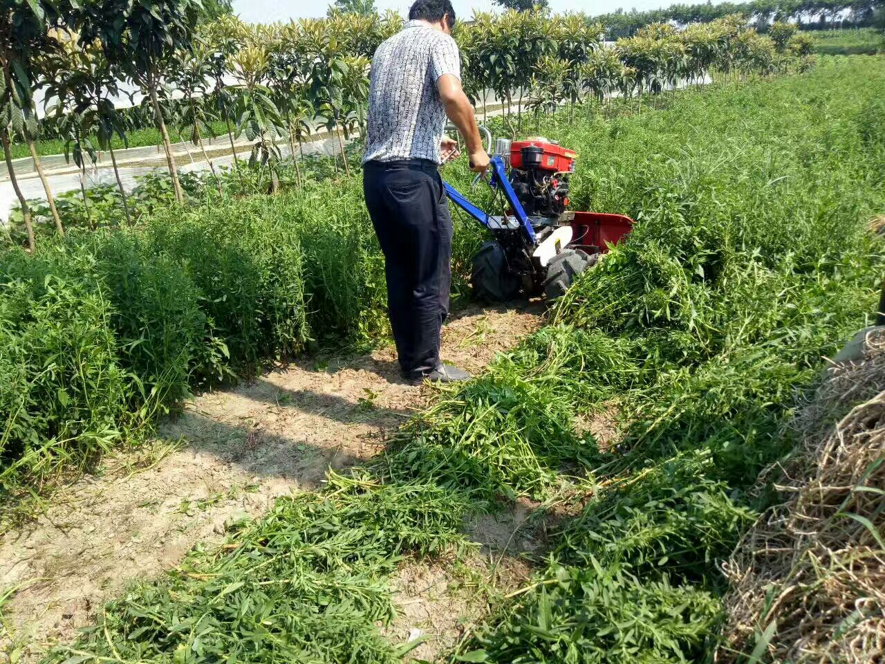 收获机 苎麻麻棵类收割机 胡麻芝麻晾晒机