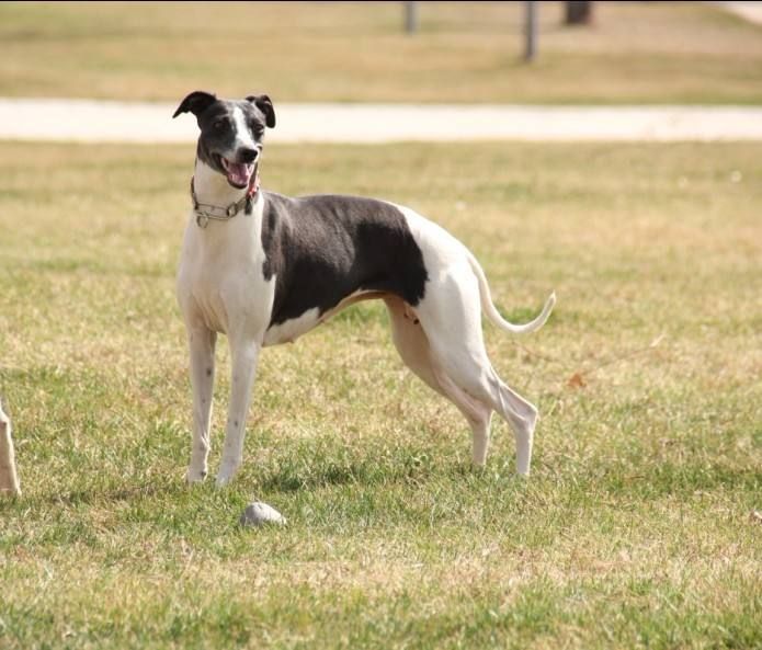 格力犬狗活体幼犬猎兔犬惠比特犬格慧犬灵缇犬幼犬训好成年犬活体