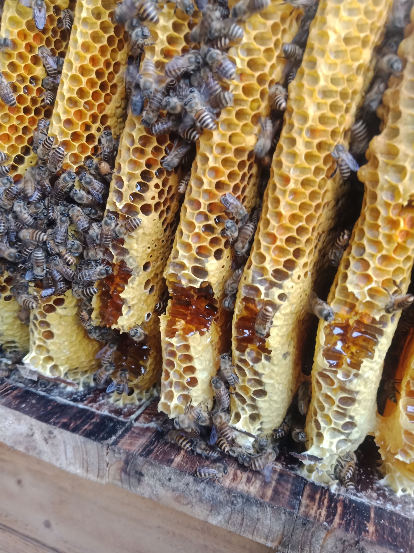 业余家养土蜂蜜,纯天然蜜,我们不生产蜜,只是大自然搬运工.