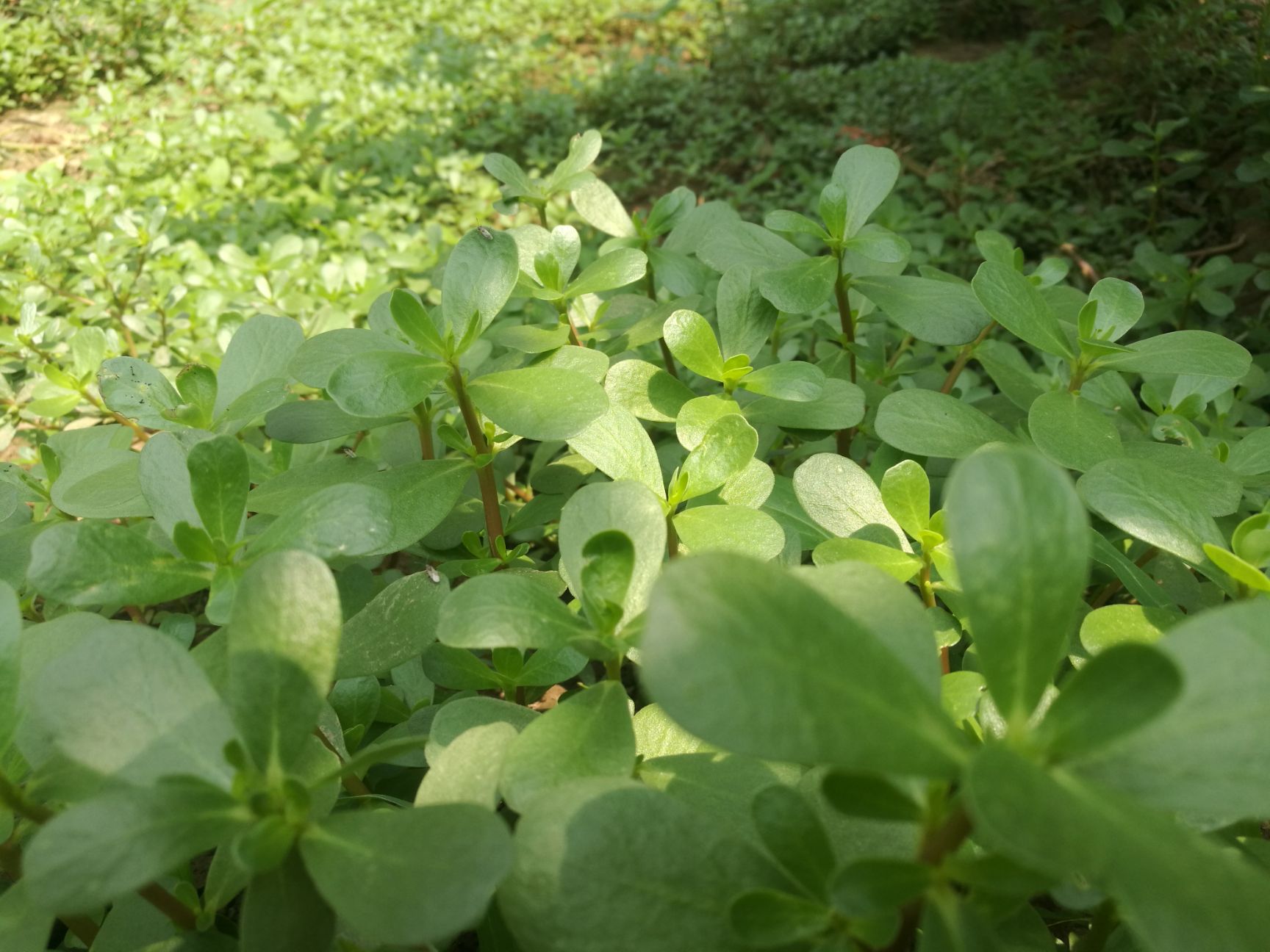 马齿苋 绿色环保绿色野菜