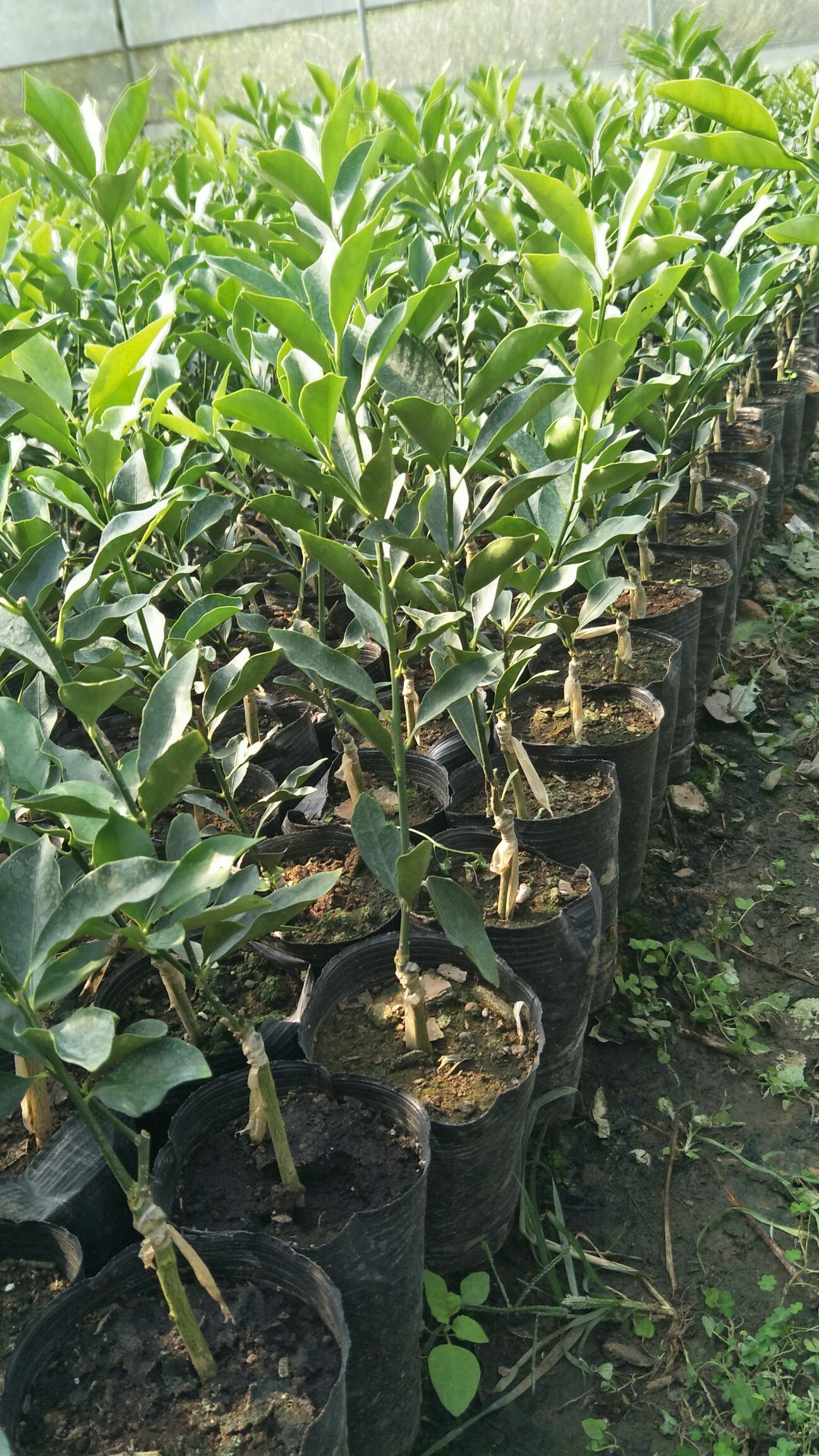 大量供应脆蜜金桔苗,要多更优惠,有现货供应商