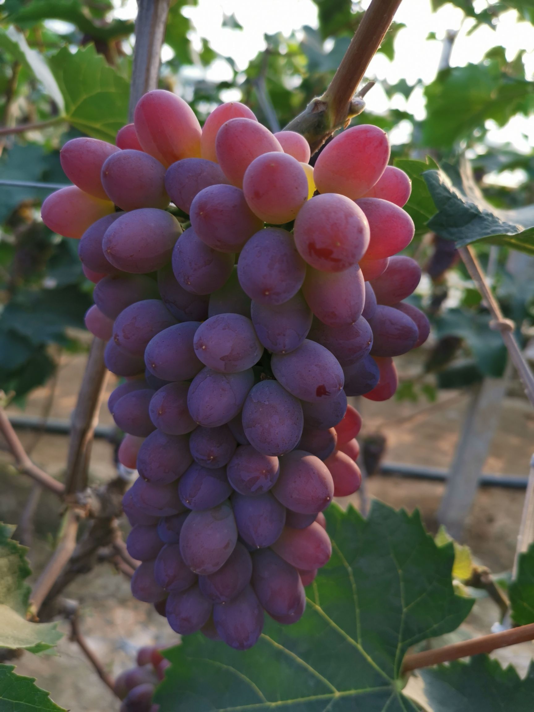 茉莉香葡萄 1.5- 2斤 5%以下 1次果
