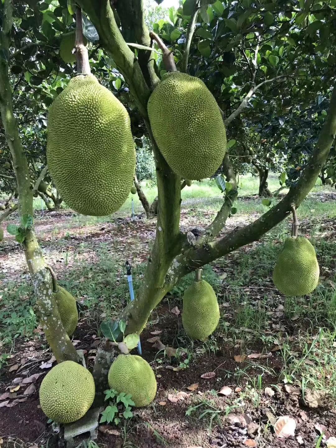 越南红肉菠萝蜜