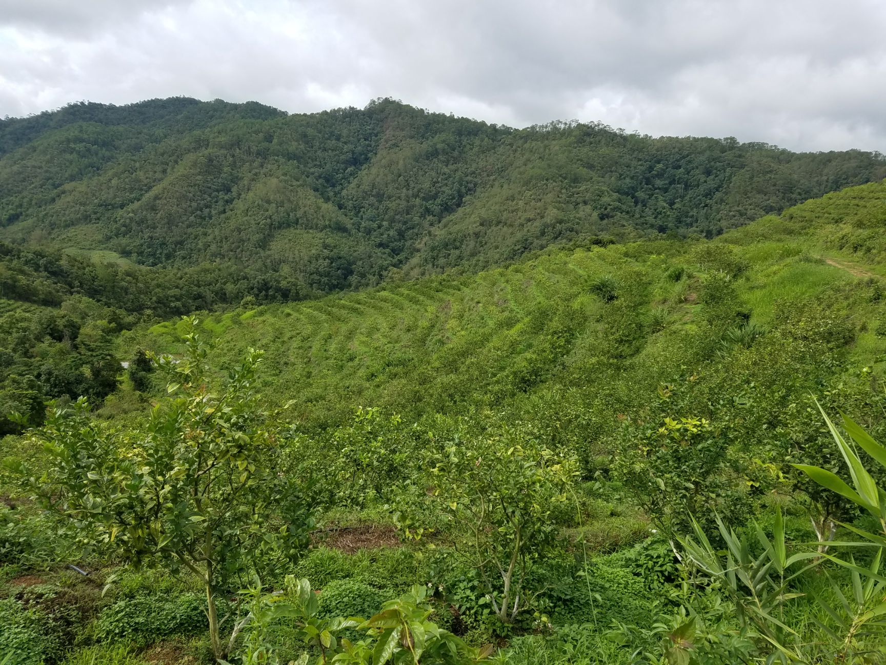 商品详情 柠檬基地经营权出租或砖让  本人有柠檬地439亩 已发发220亩