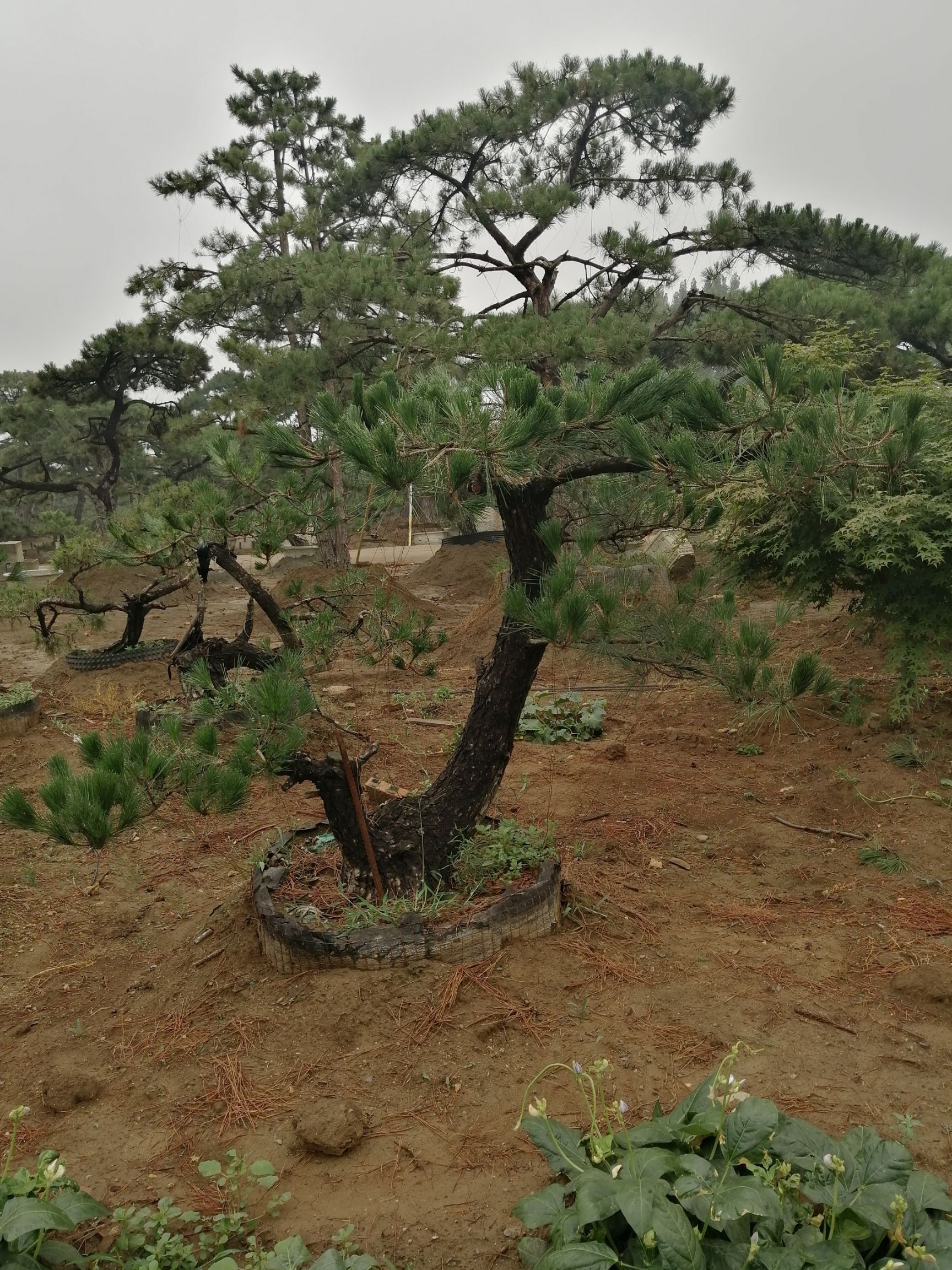 山东泰安泰山区 日本黑松盆景地径—20公分,大量现货照片选树代办物流