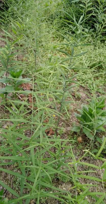 鸡头黄精新鲜块茎甜黄精仿野生种植自产自销