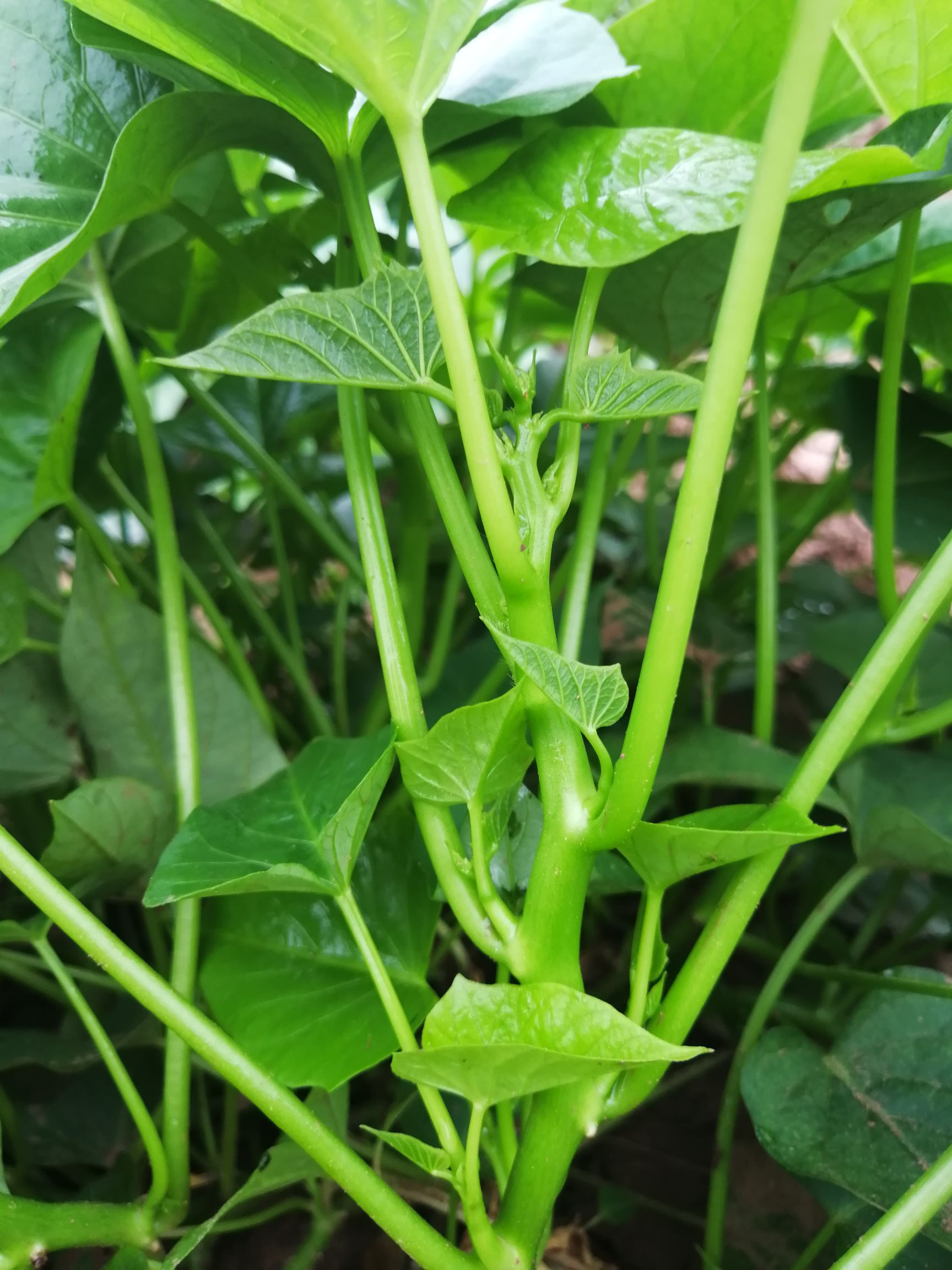 台湾台农1号苕尖红苕尖番薯叶甘薯叶种苗