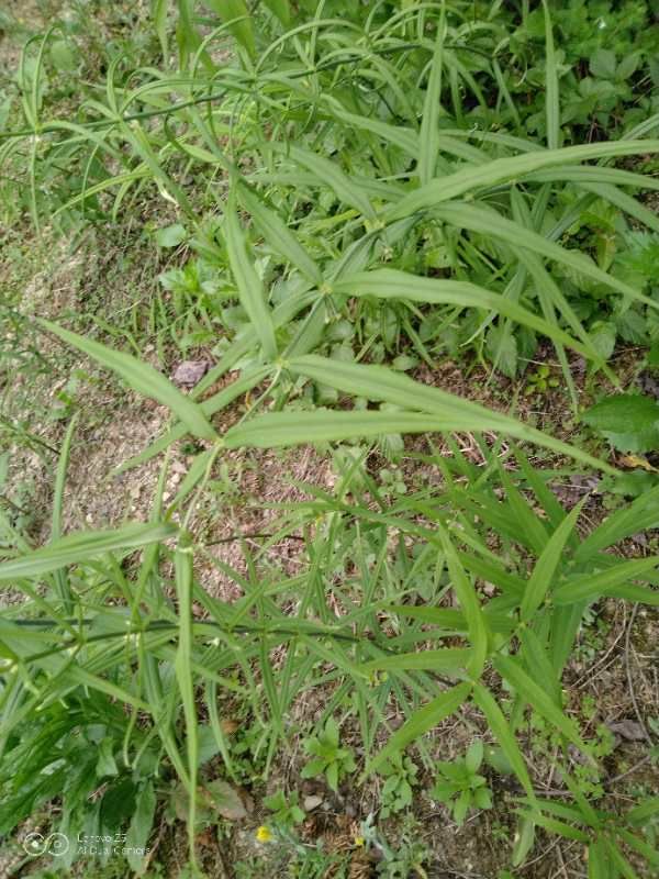 鸡头黄精新鲜块茎甜黄精仿生种植自产自销