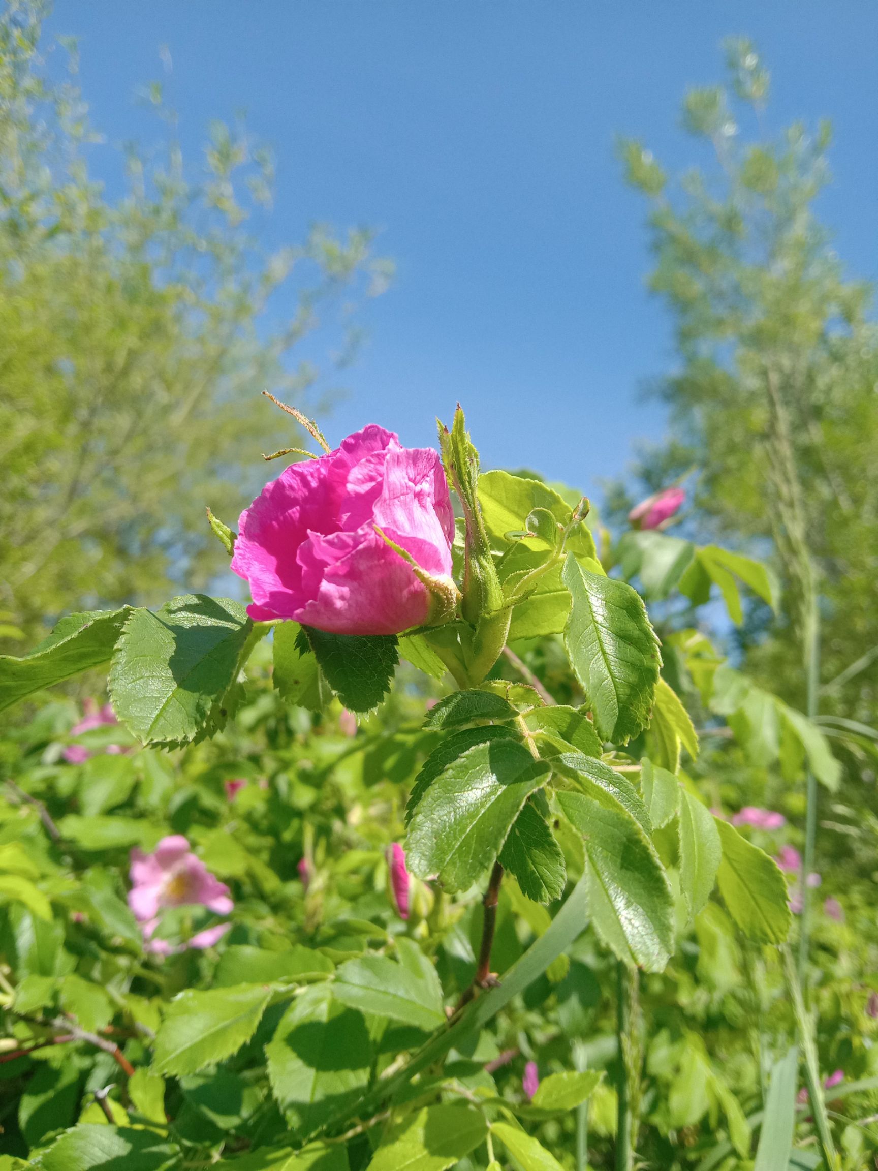 大兴安岭生玫瑰花茶,清香润柔,.