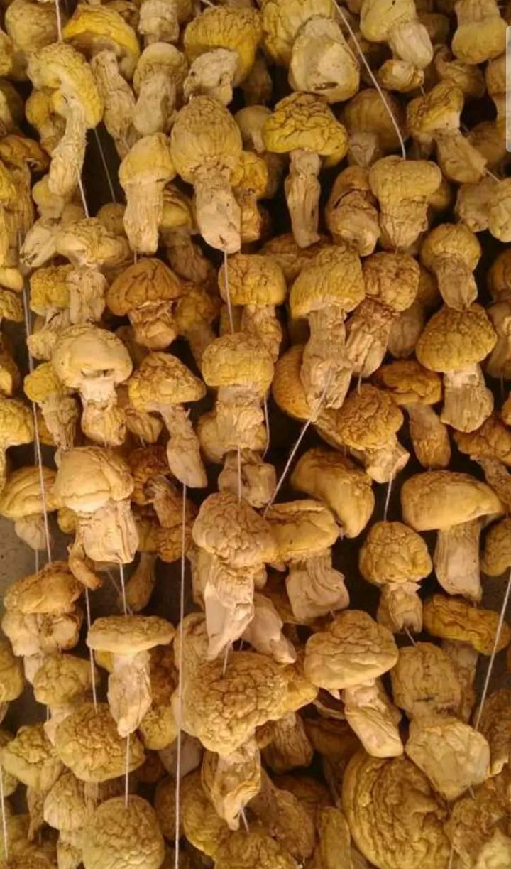 青海干黄蘑菇厂家直销,290斤