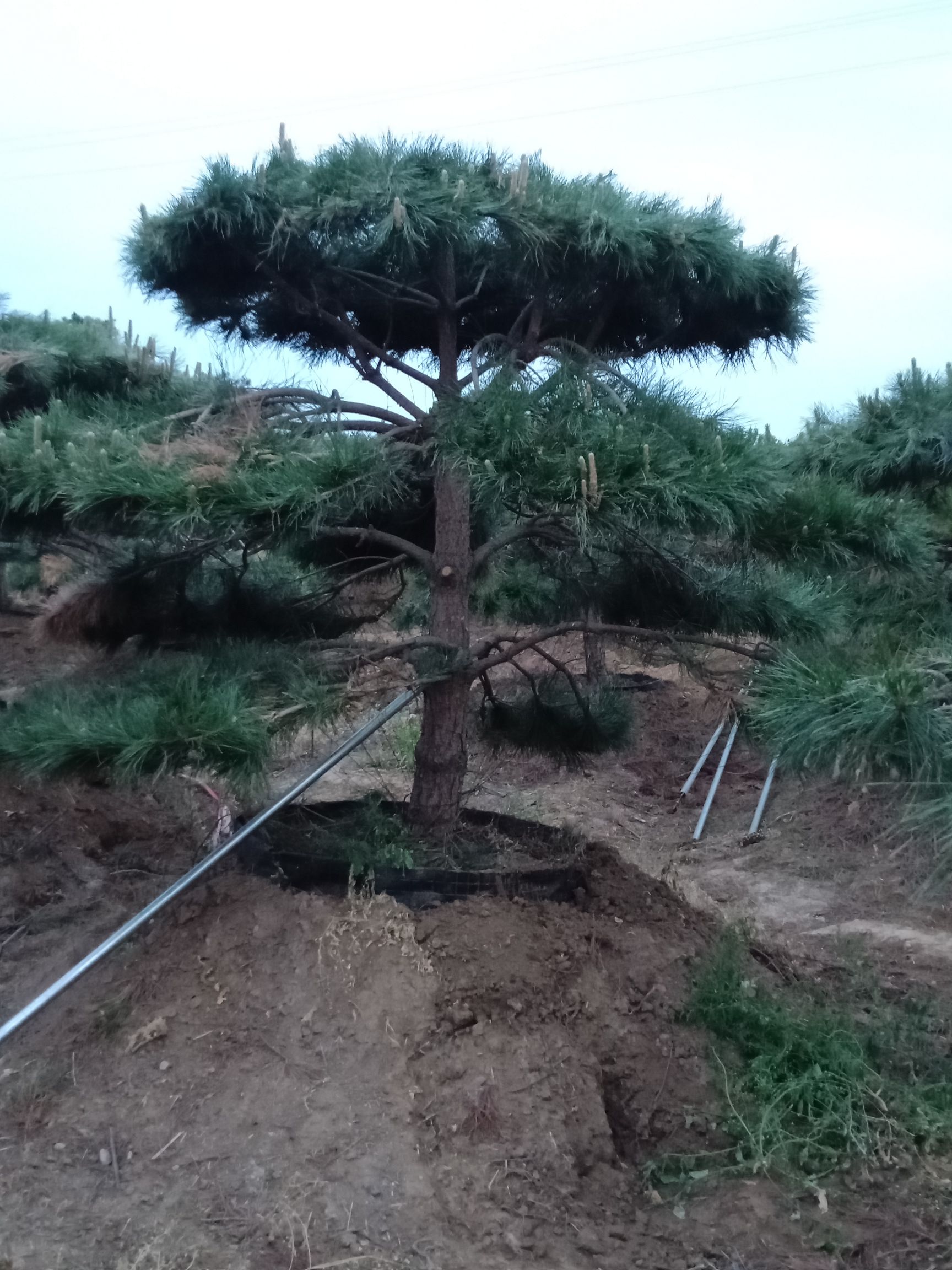 造型油松 造型观景松