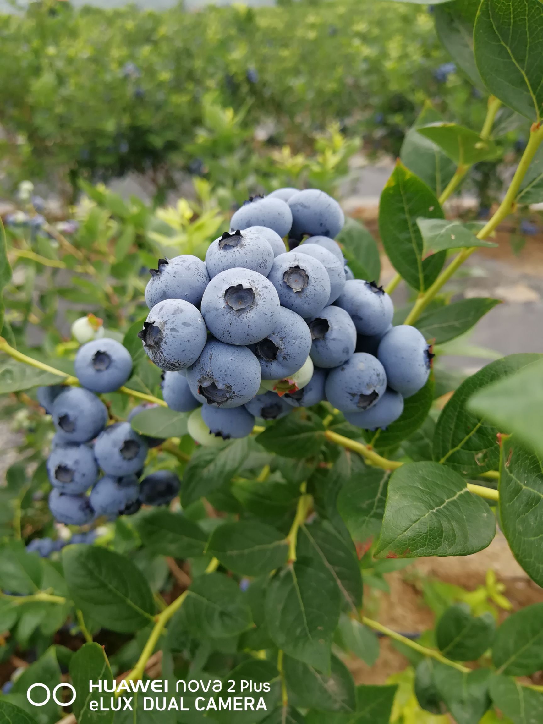 瑞卡蓝莓 15mm以上 鲜果