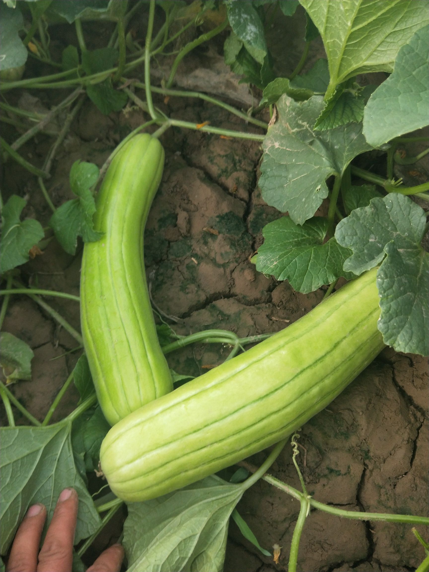 菜瓜,酱瓜,可做酱菜