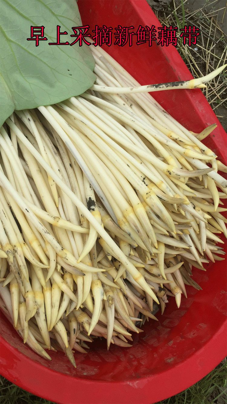 洪湖特产藕带藕尖藕沾
