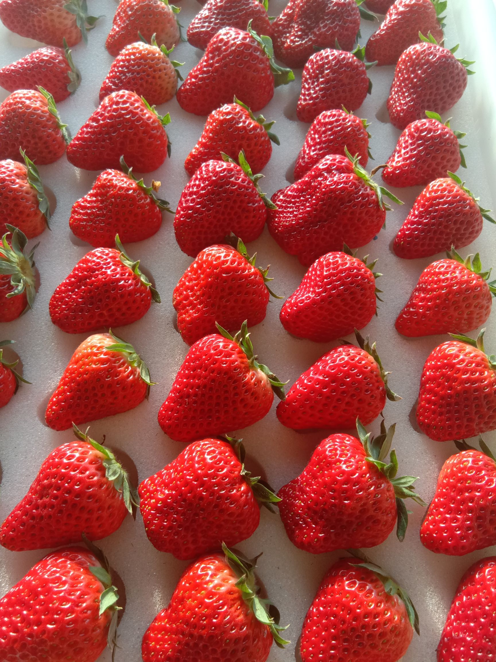 丹东久久草莓,产地直供,十一月上市
