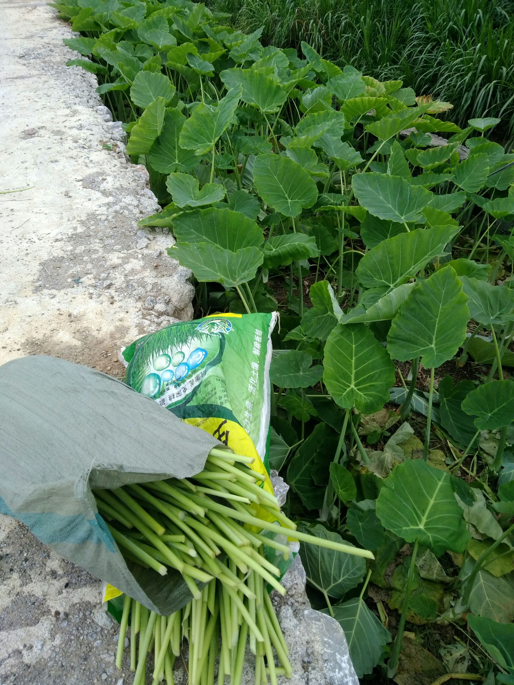 阳光晒干芋蒙芋荷广菜芋苗广芋梗