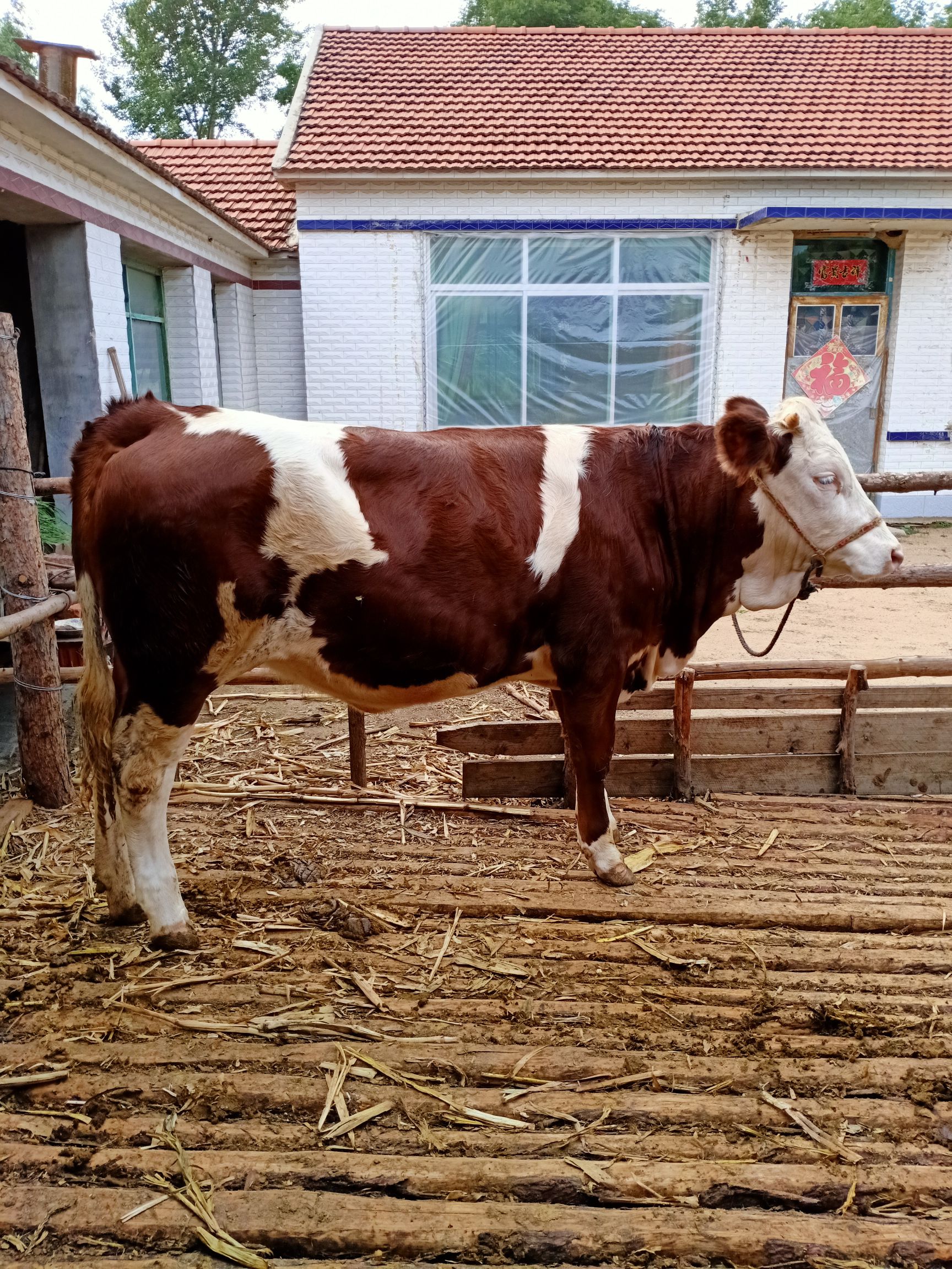 西门塔尔二岁的母牛,种苗犊牛.