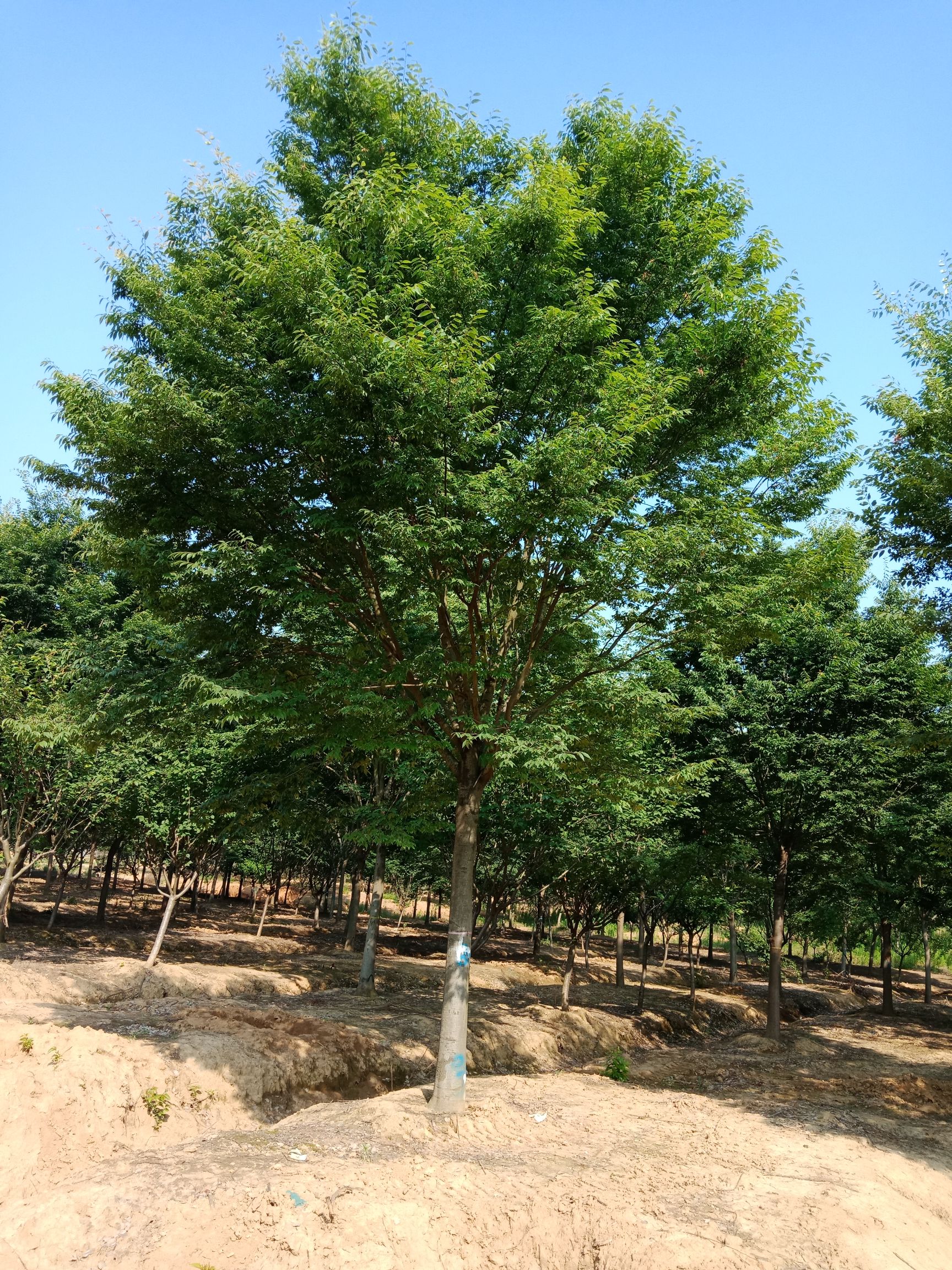 我公司苗圃大量榉树对外出售