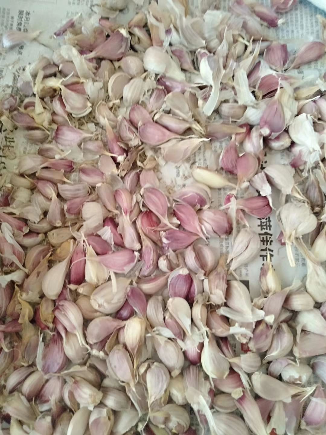 江苏省徐州市丰县大蒜种子 正月早红根蒜苗种子