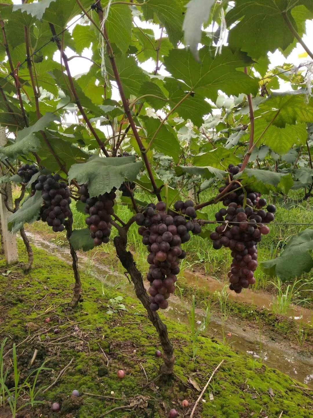 夏黑葡萄苗 4年巨峰,夏黑葡萄树