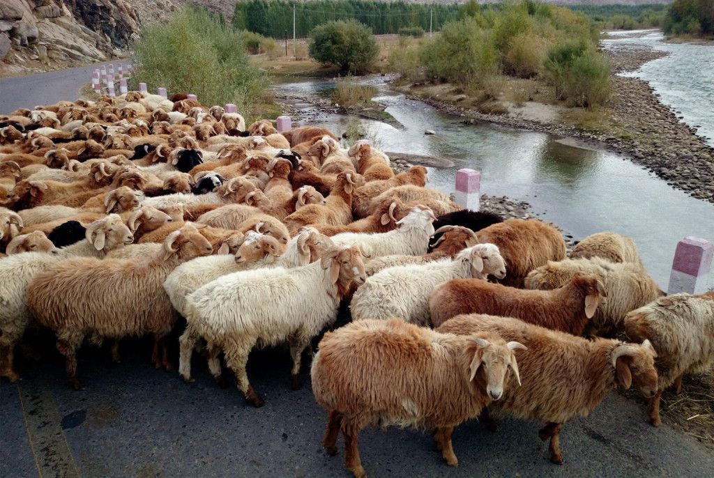 新疆活羊价格26每公斤欢迎大批量下单,山里放养的肉羊大尾巴羊