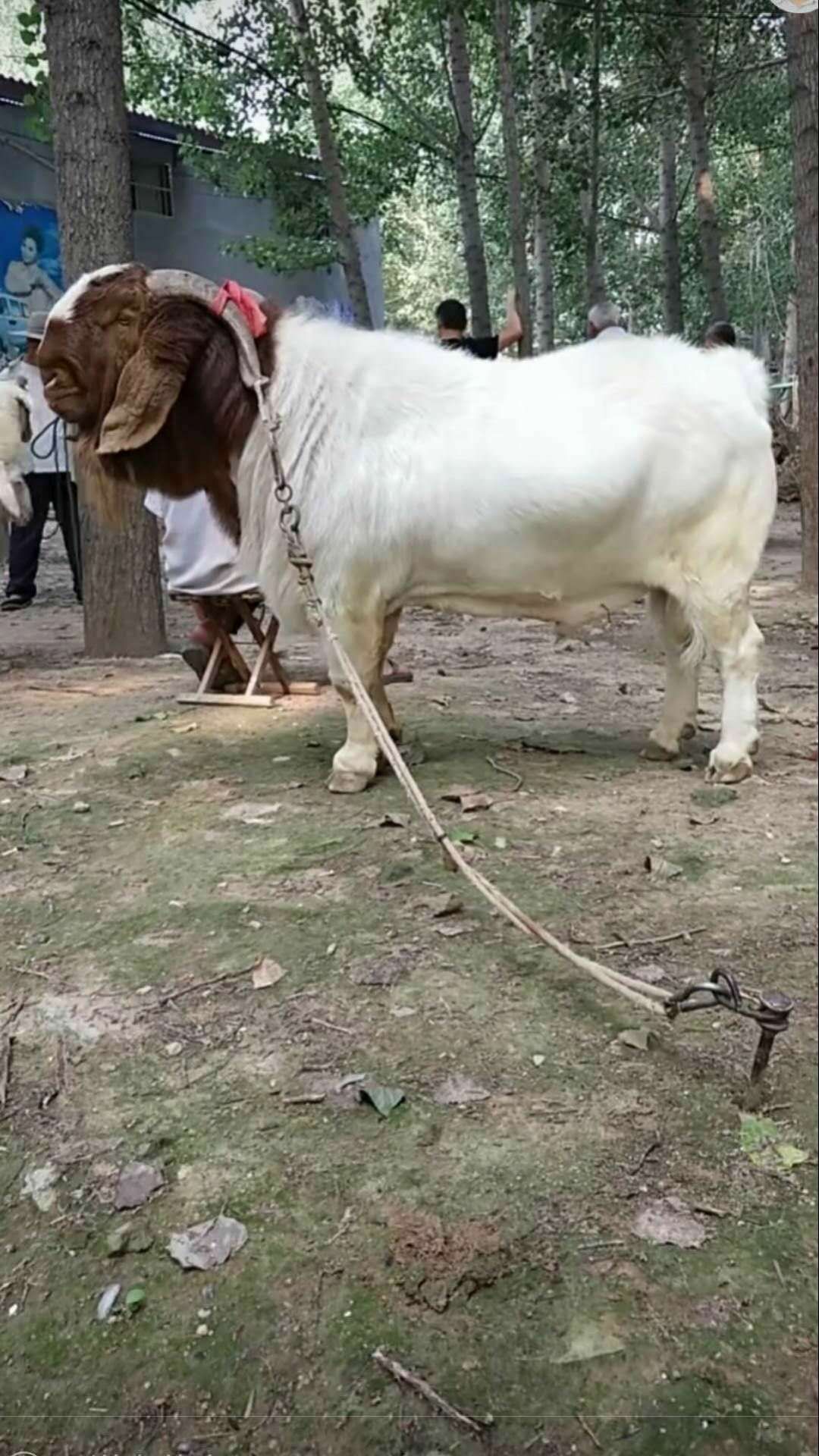 行情大厅  禽畜肉蛋  羊 改良波尔山羊