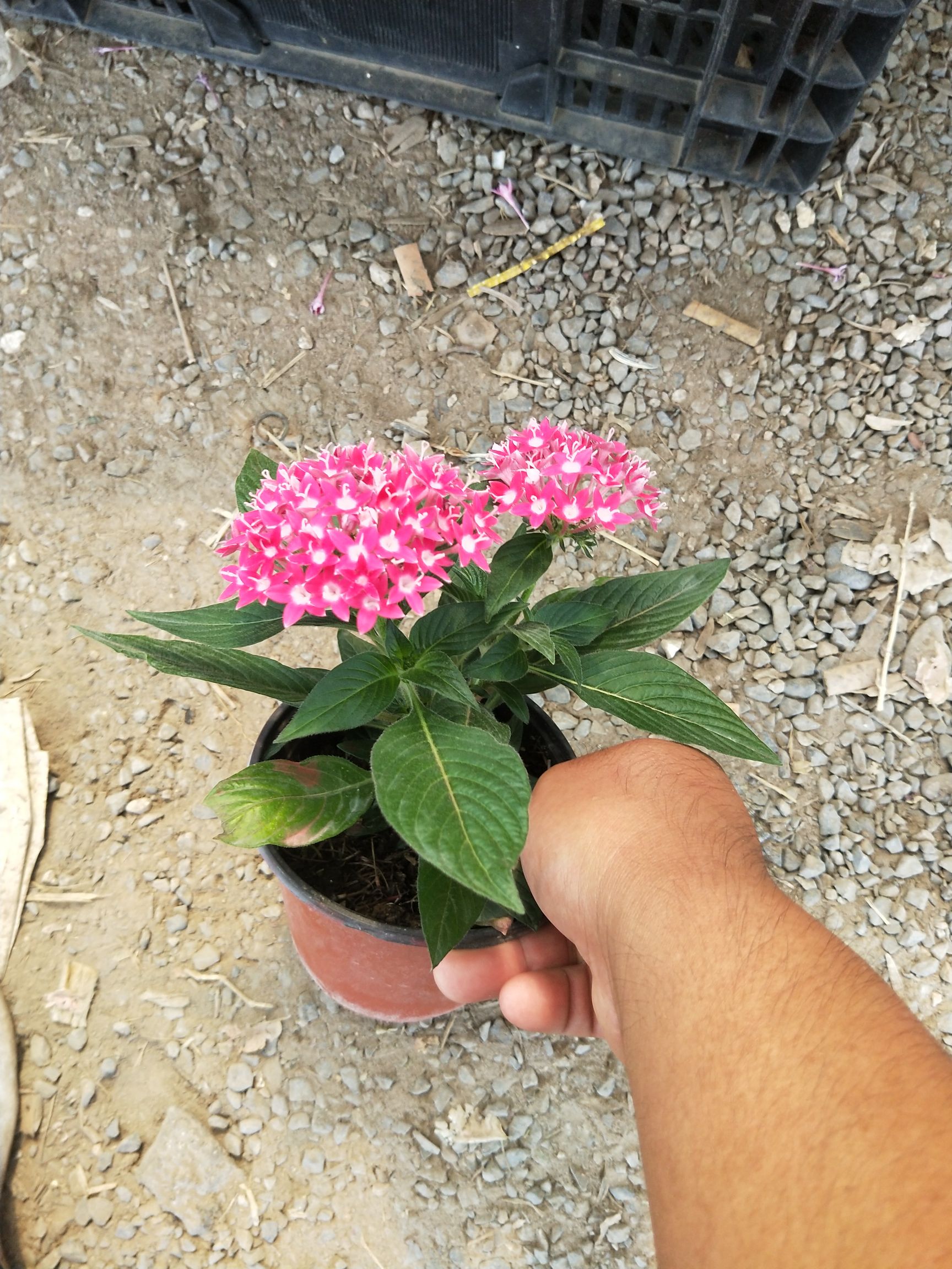 草花 繁星花 盆栽 五星花